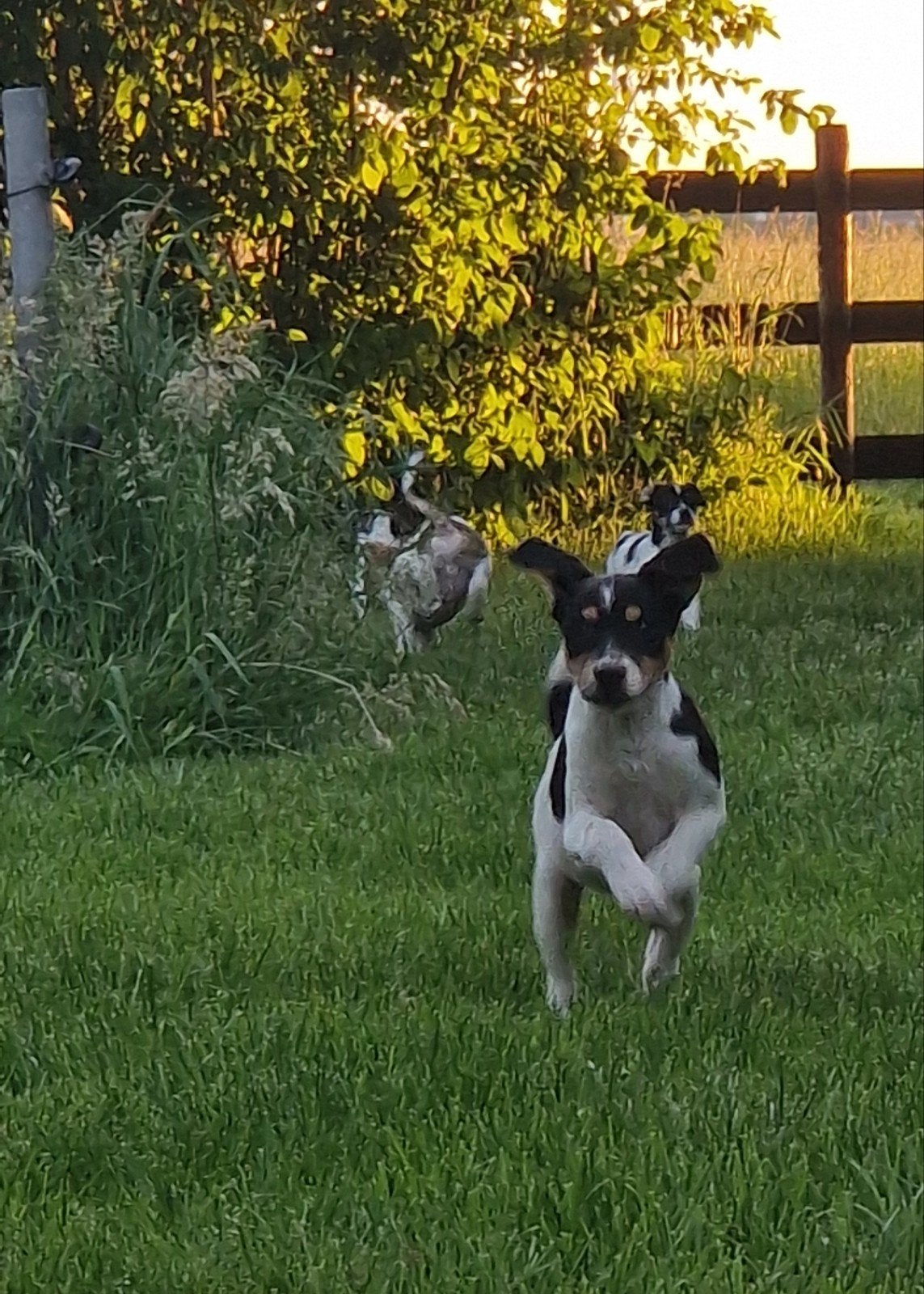 Pups leuke kruizing, 8 tot 15 weken, Meerdere, Meerdere dieren, Klein