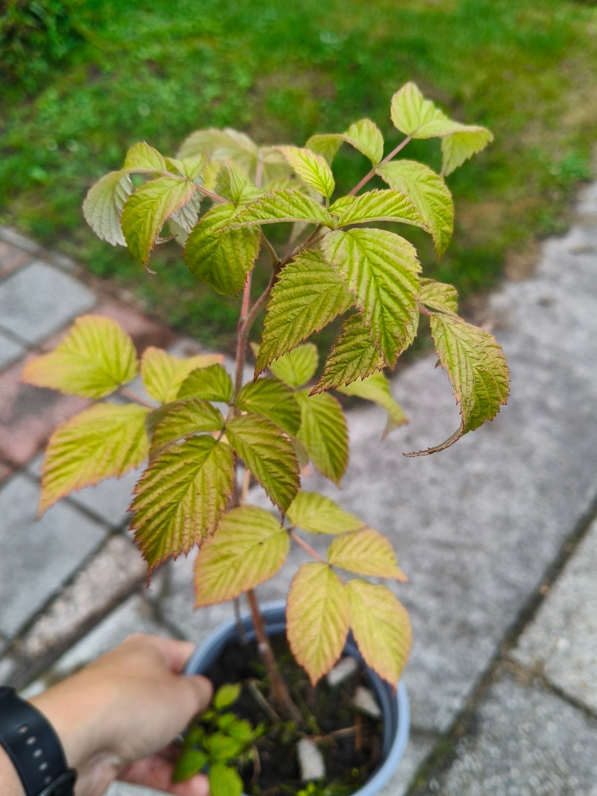Meerdere frambozen stekken beschikbaar, Tuin en Terras, Minder dan 100 cm, Lente, Overige soorten, In pot