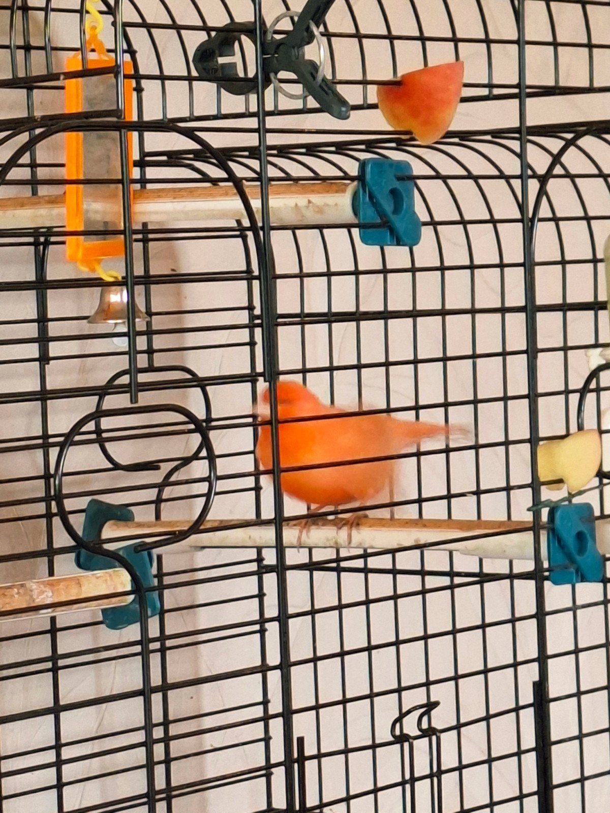 Prachtige jonge rooie kanarie van dit jaar + kooi, Dieren en Toebehoren, Geslacht onbekend, Kleurkanarie