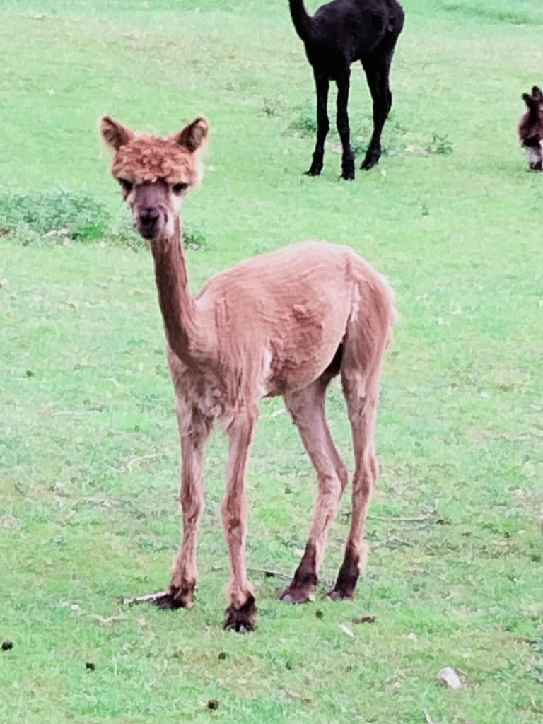 Alpaca Merrie 10 maand, Dieren en Toebehoren, Juli, Vrouwelijk