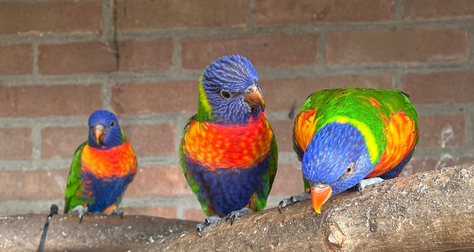 Lori’s van de blauwe bergen, Geslacht onbekend, Papegaai