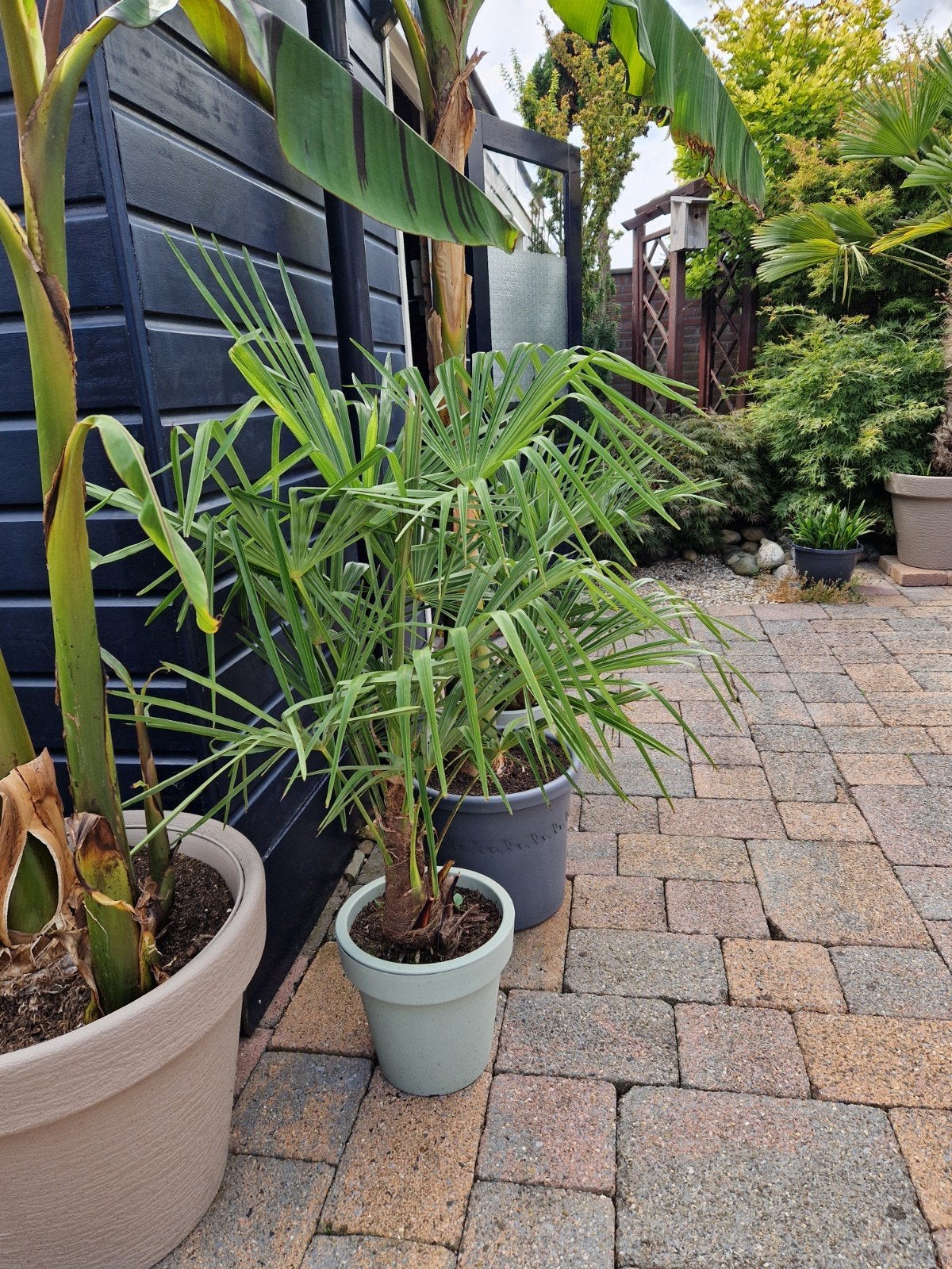 Trachycarpus Fortunei Palmboom - 1.16m hoog, Ophalen, Overige soorten, Volle zon