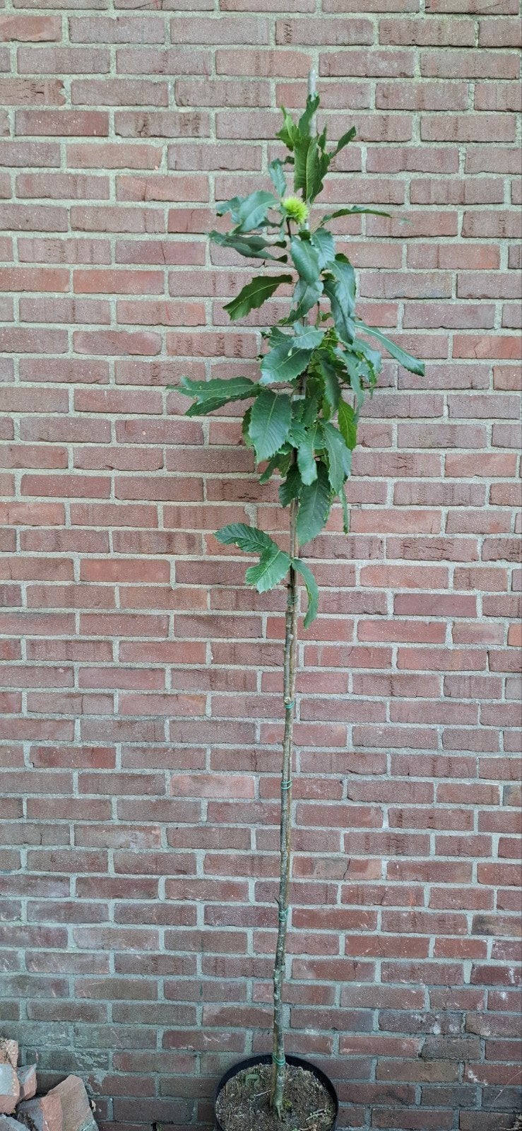 Castanea sativa, tamme kastanje, Ophalen, Lente