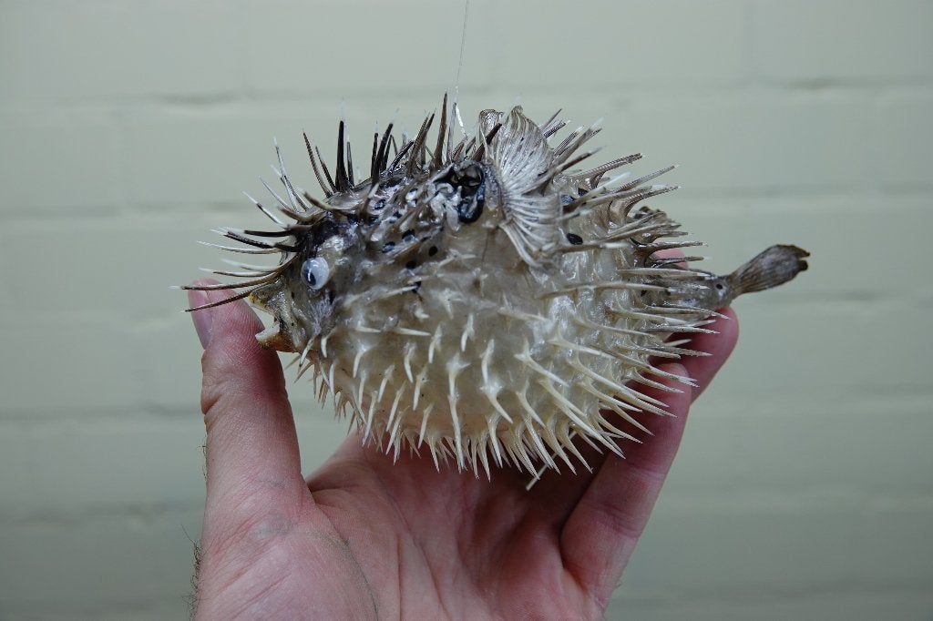 opgezette pufferfish stekelvis taxidermy, Verzamelen, Dierenverzamelingen, Ophalen, Zo goed als nieuw, Hert, Gewei of Kop