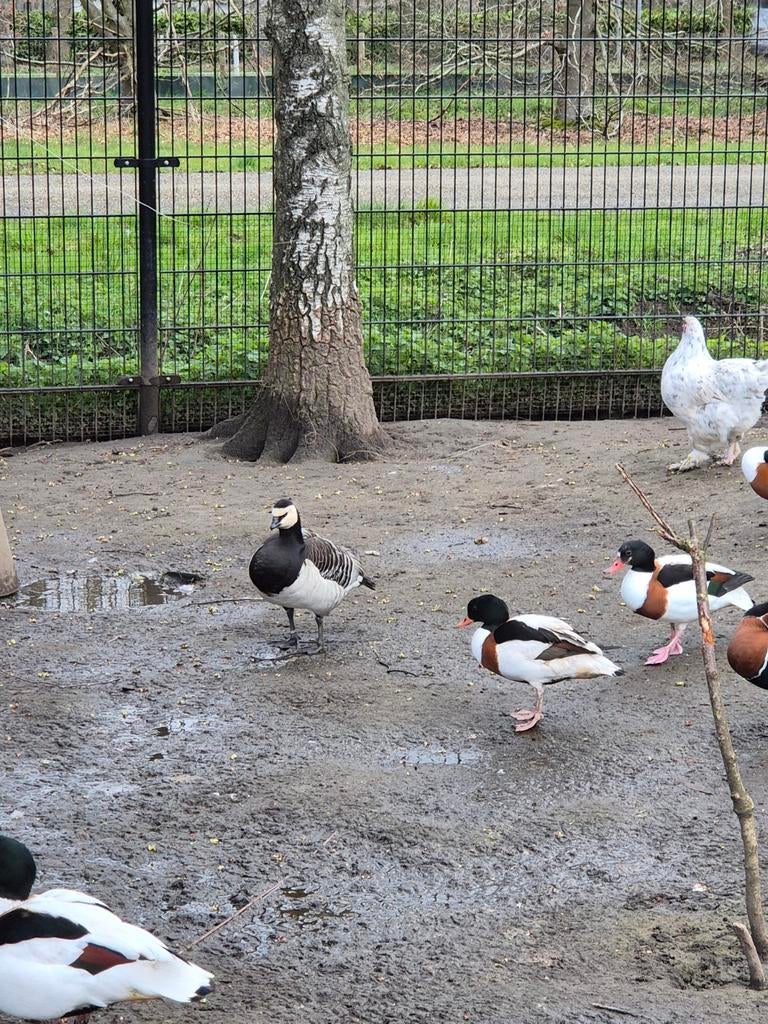 2 onverwante koppels bergeenden van 2023, Dieren en Toebehoren, Pluimvee, Meerdere dieren, Eend