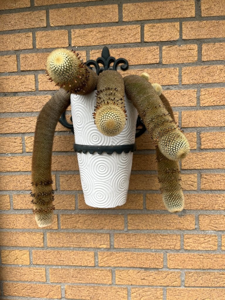 grote hang cactus, Ophalen, Minder dan 100 cm, Bloeiende kamerplant, Volle zon