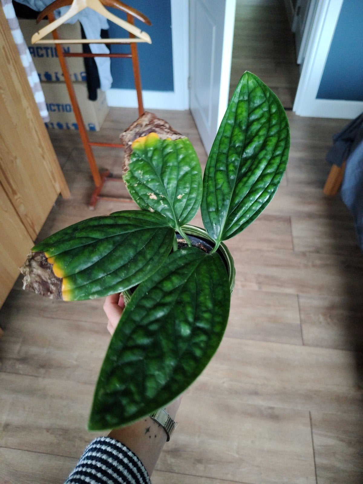 Monstera Peru - Jonge plant met nieuwe groei, Overige soorten, Minder dan 100 cm, Groene kamerplant, Halfschaduw