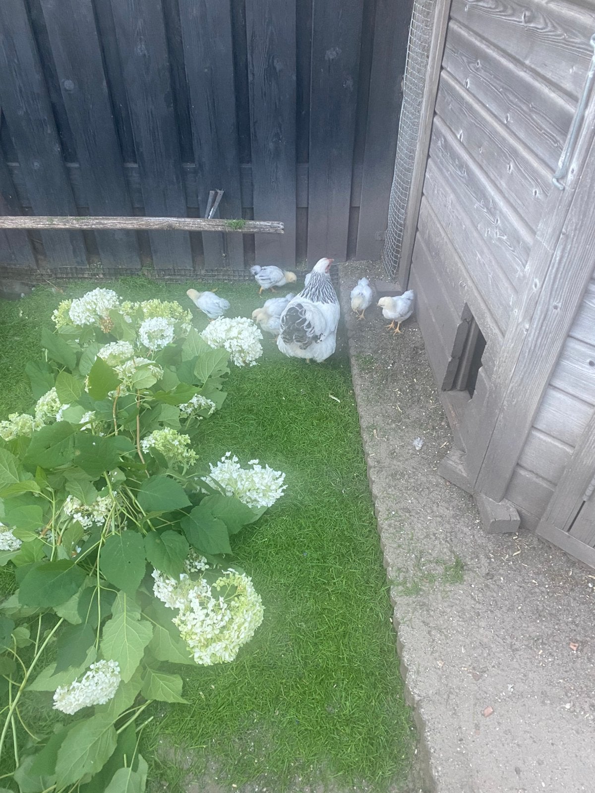 Wyandotte hen met 4 kuikens, Dieren en Toebehoren, Pluimvee, Vrouwelijk, Kip