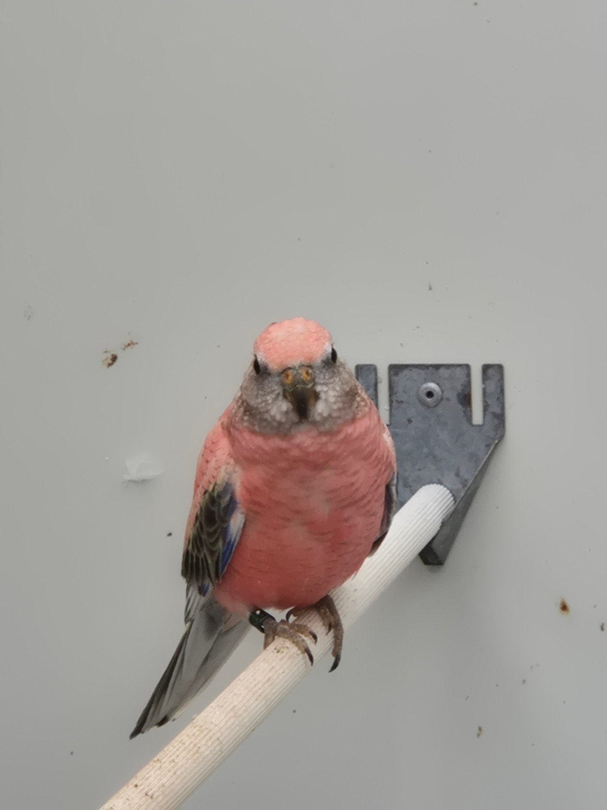 Te koop: koppeltje bourkeparkieten bourkes, Dieren en Toebehoren, Meerdere dieren, Parkiet
