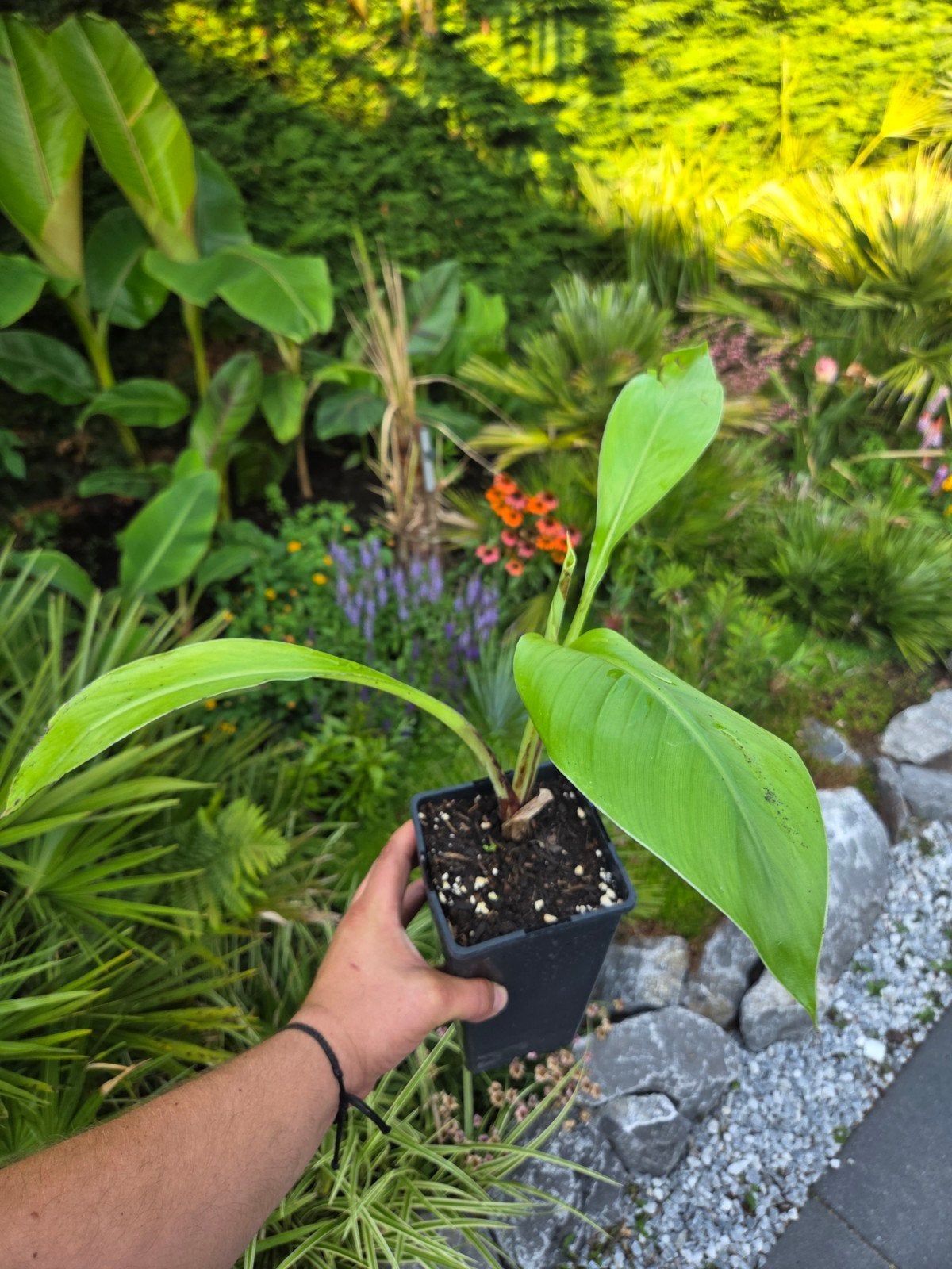 Ensete ventricosum 'large form' - Ethiopische banaan, Tuin en Terras, Planten | Tuinplanten, Ophalen of Verzenden, Overige soorten
