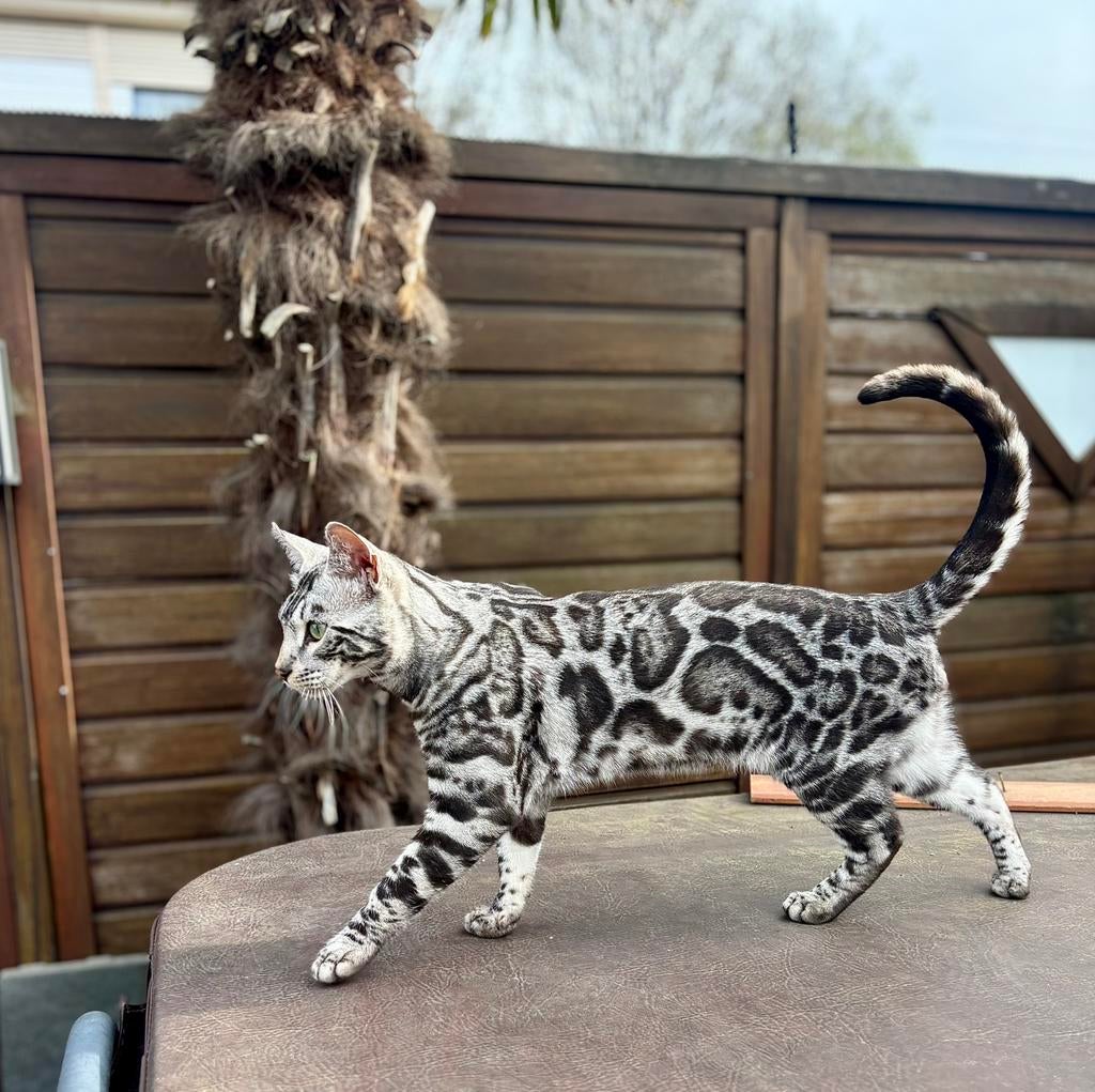 Silver Bengaal dekkater beschikbaar voor buitendekkingen, Dieren en Toebehoren, 0 tot 2 jaar
