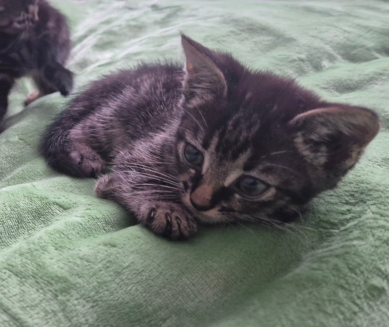 Bengaalse Kittens, Poes, Ontwormd, 0 tot 2 jaar