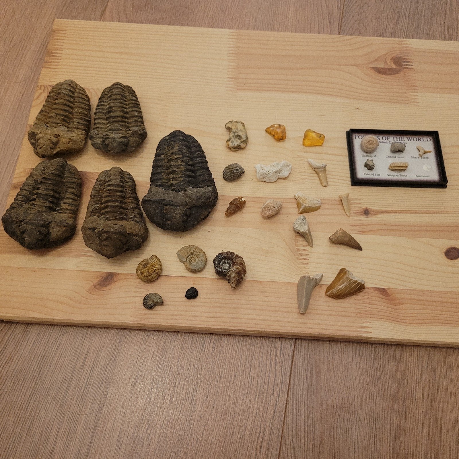 Grote collectie aan fossielen te koop, Ophalen of Verzenden, Fossiel