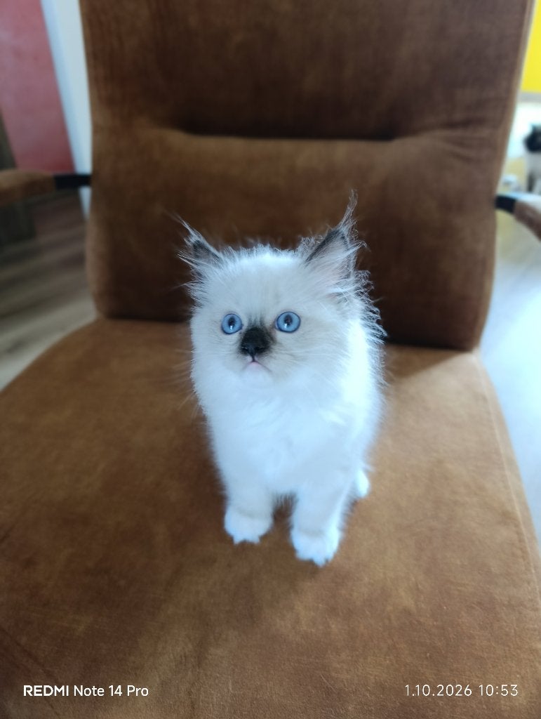 Ragdoll kittens, Meerdere dieren, Gechipt, 0 tot 2 jaar