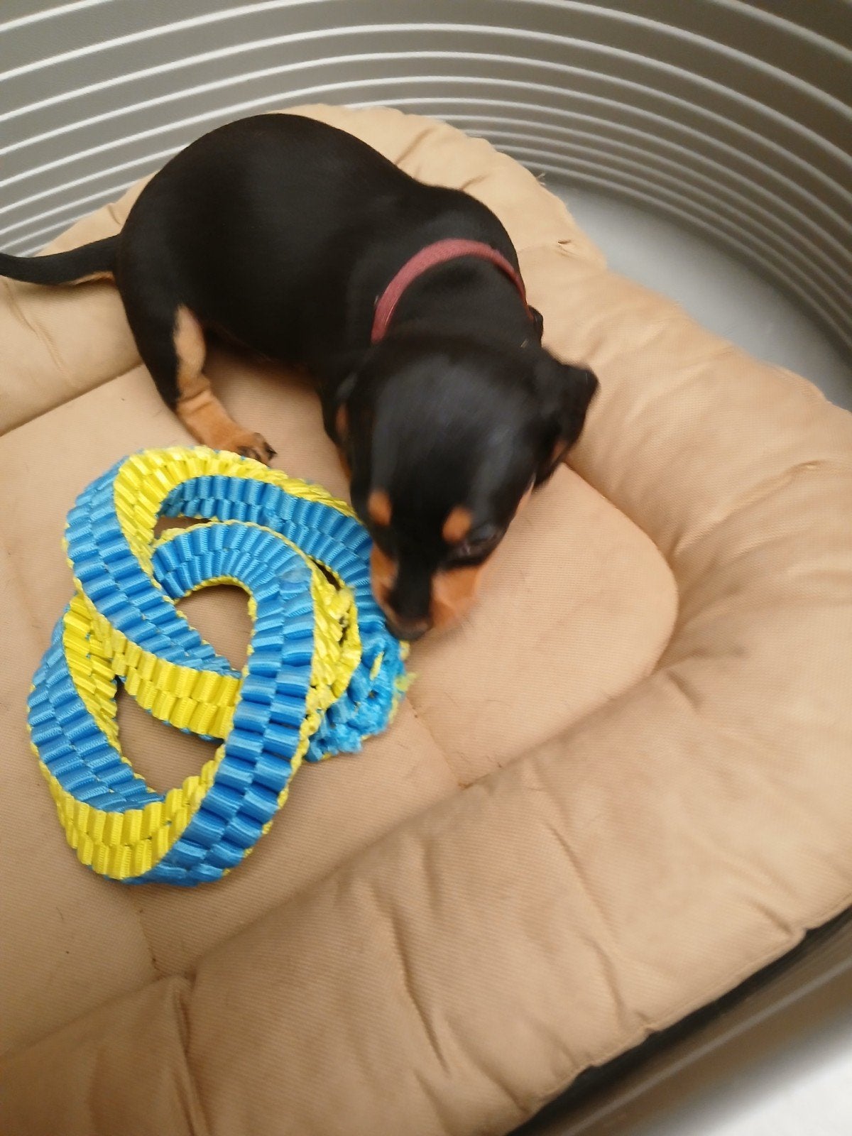 Korthaar dwergteckel teckel pup Black and Tan teefje., Parvo, 8 tot 15 weken, Korthaar, Dwerg