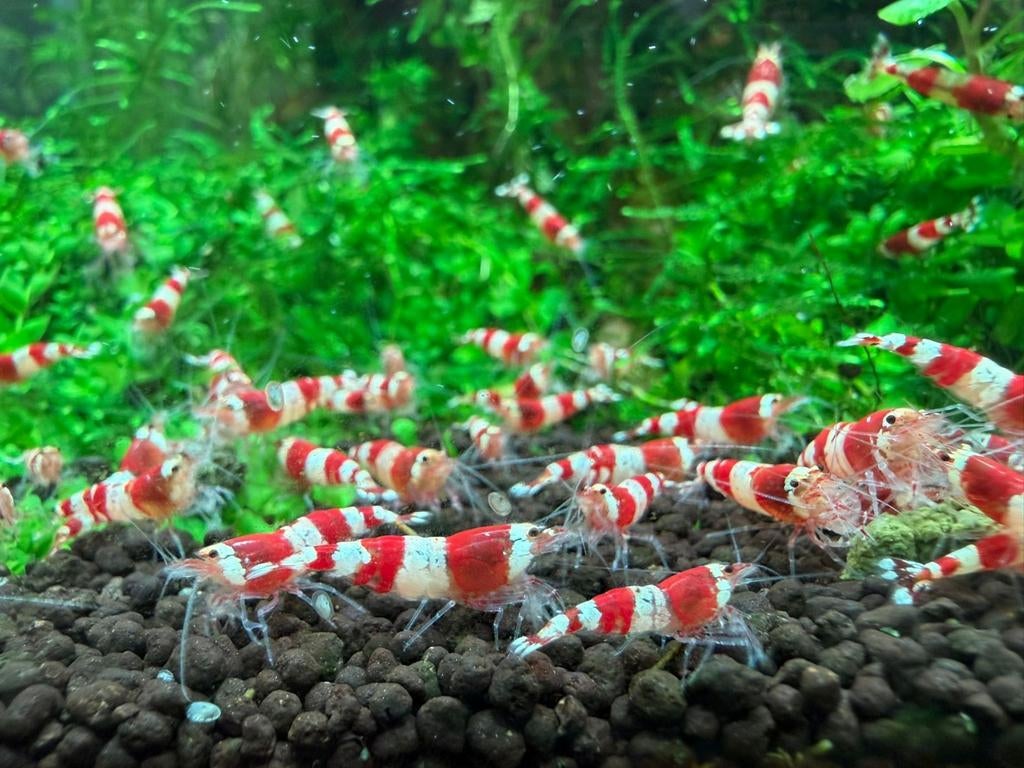 Crystal red garnalen, Kreeft, Krab of Garnaal