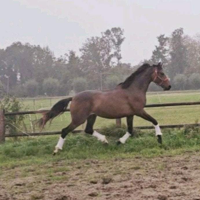 Mooie brave merrie 3 jarige Glocks Energy x Bon Bravour