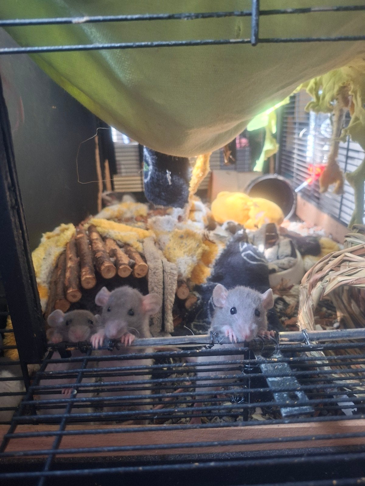 Jonge Dumbo ratjes! (Rex en standaard), Dieren en Toebehoren, Rat, Juni, Meerdere dieren, Tam