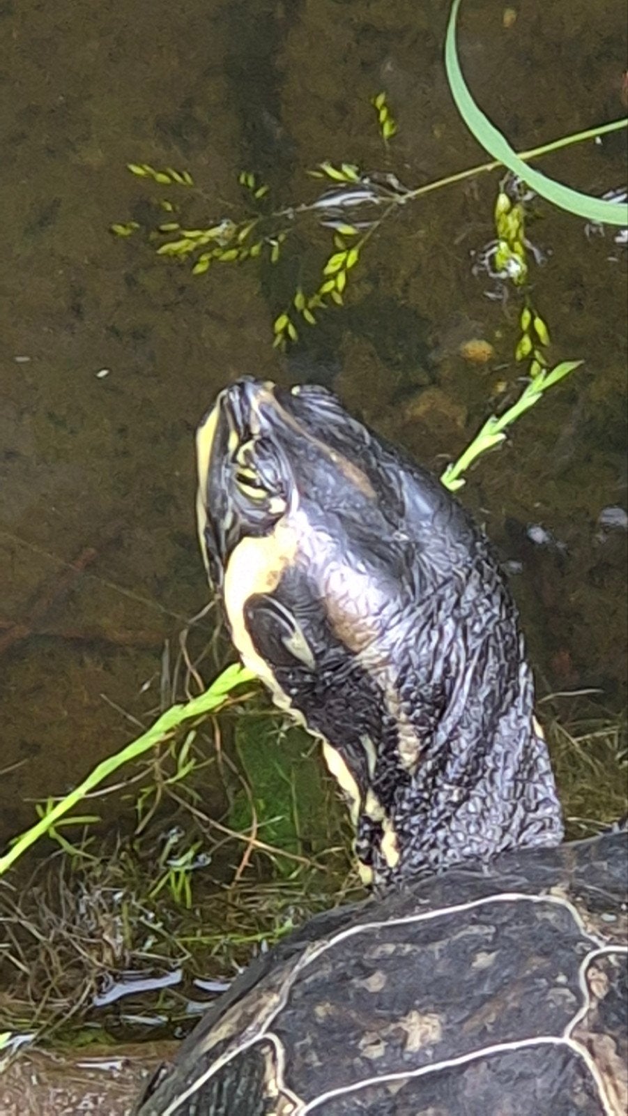 Geelbuik schildpad tam