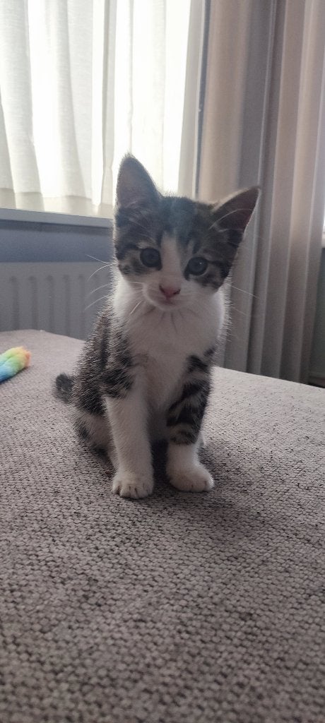 Kittens poes&kater, Meerdere dieren, Kortharig, 0 tot 2 jaar