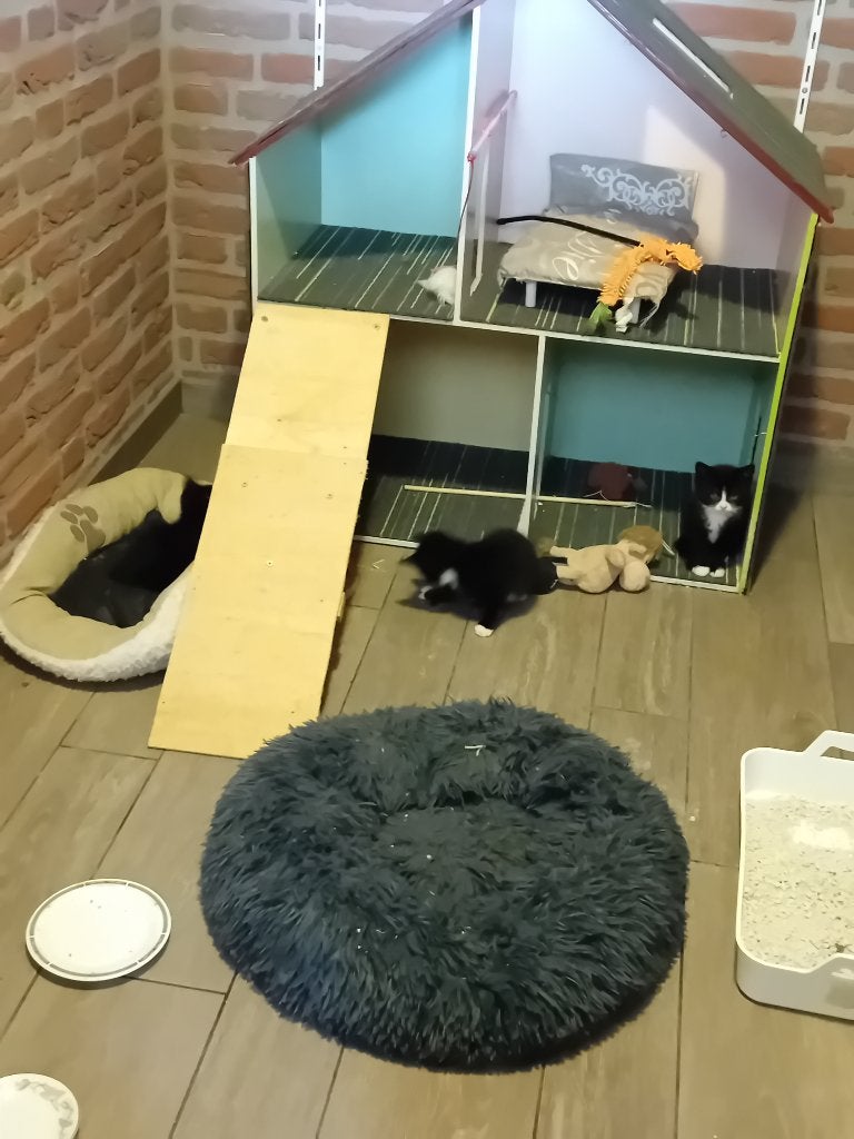 4 lieve kittens zoeken een maatje, Poes, Kortharig, 0 tot 2 jaar