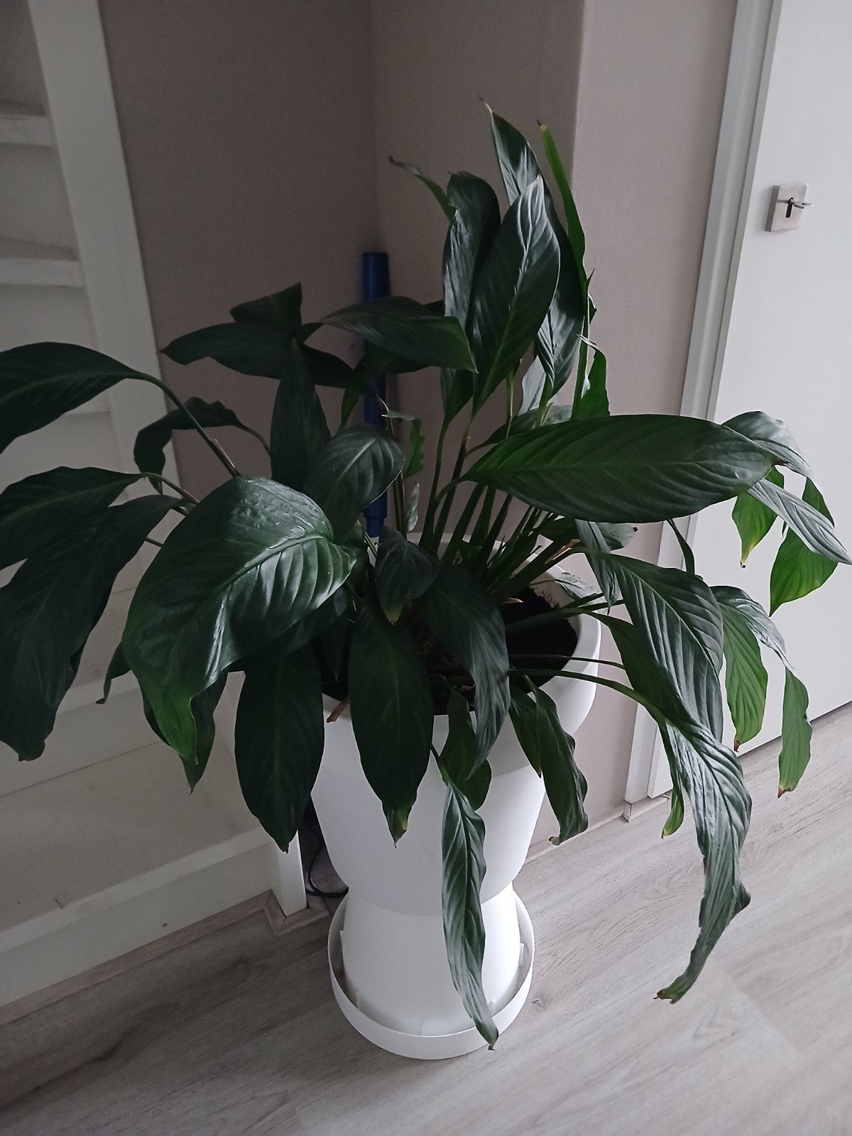 Grote Vredeslelie (Spathiphyllum) in witte pot, Huis en Inrichting, Ophalen, Overige soorten, Halfschaduw, In pot