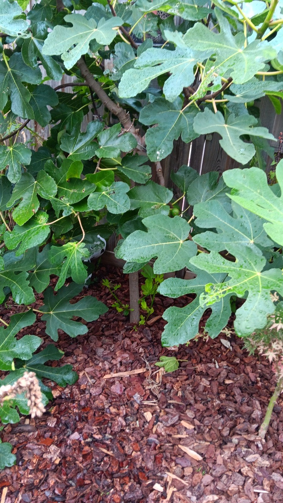 Vijgenboom - Ficus carica, Overige soorten, 100 tot 250 cm, Zomer, Ophalen