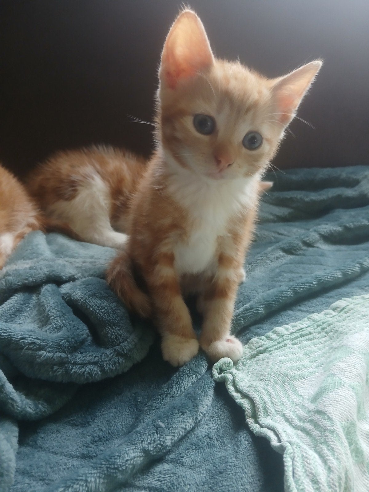 Lieve rode katerjes, poesjes ,kittens ( van de boerderij), Meerdere dieren, Ontwormd, 0 tot 2 jaar