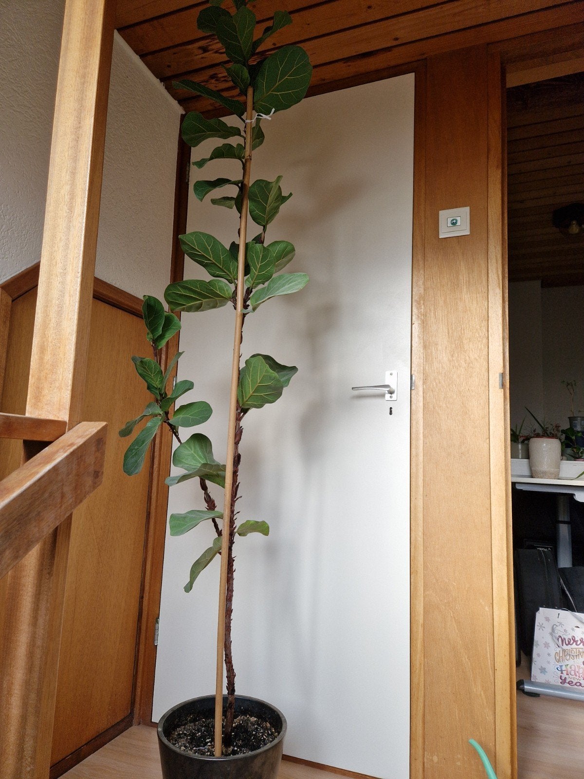 Grote Ficus Lyrata (Vioolbladplant) - 170-200 cm, Ophalen, Ficus, Halfschaduw, In pot