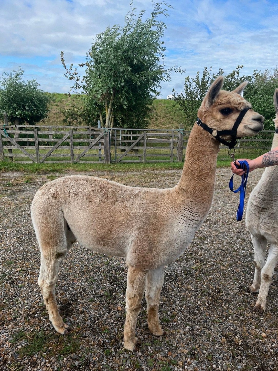 Bewezen alpaca dekhengst, Juli, Mannelijk
