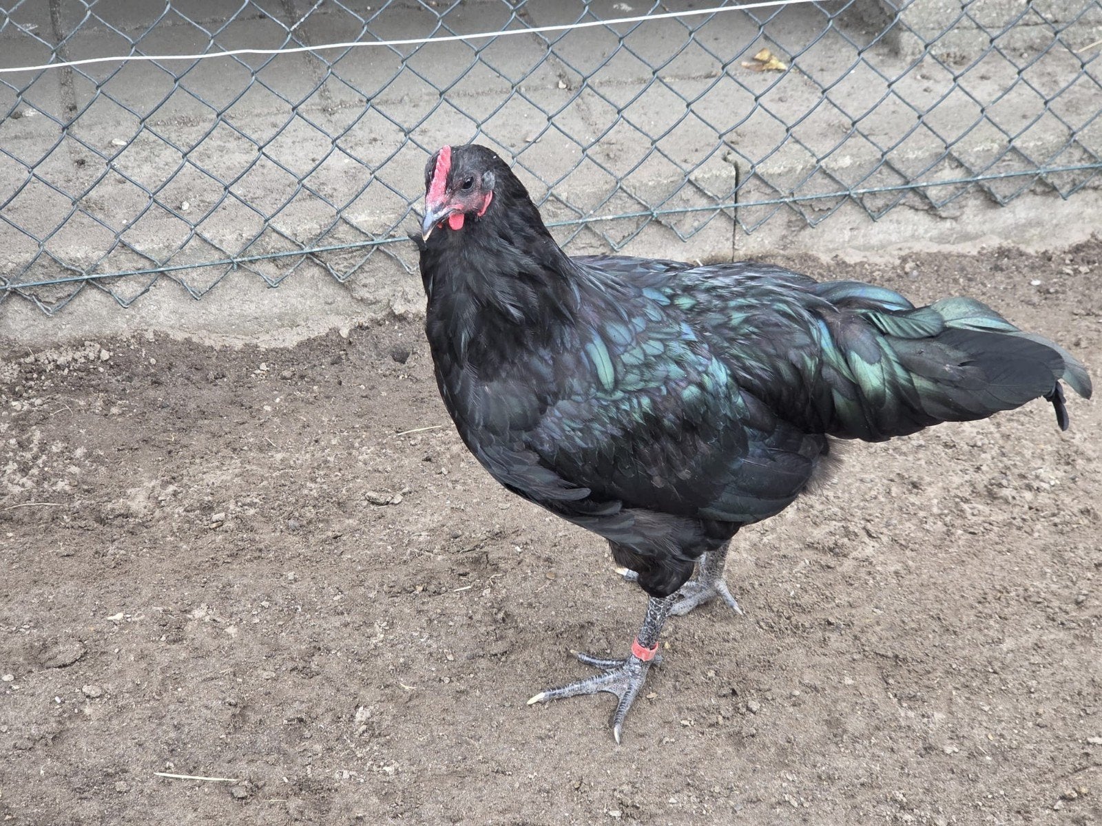 australorp haan van dit jaar 10€, Dieren en Toebehoren, Mannelijk, Kip