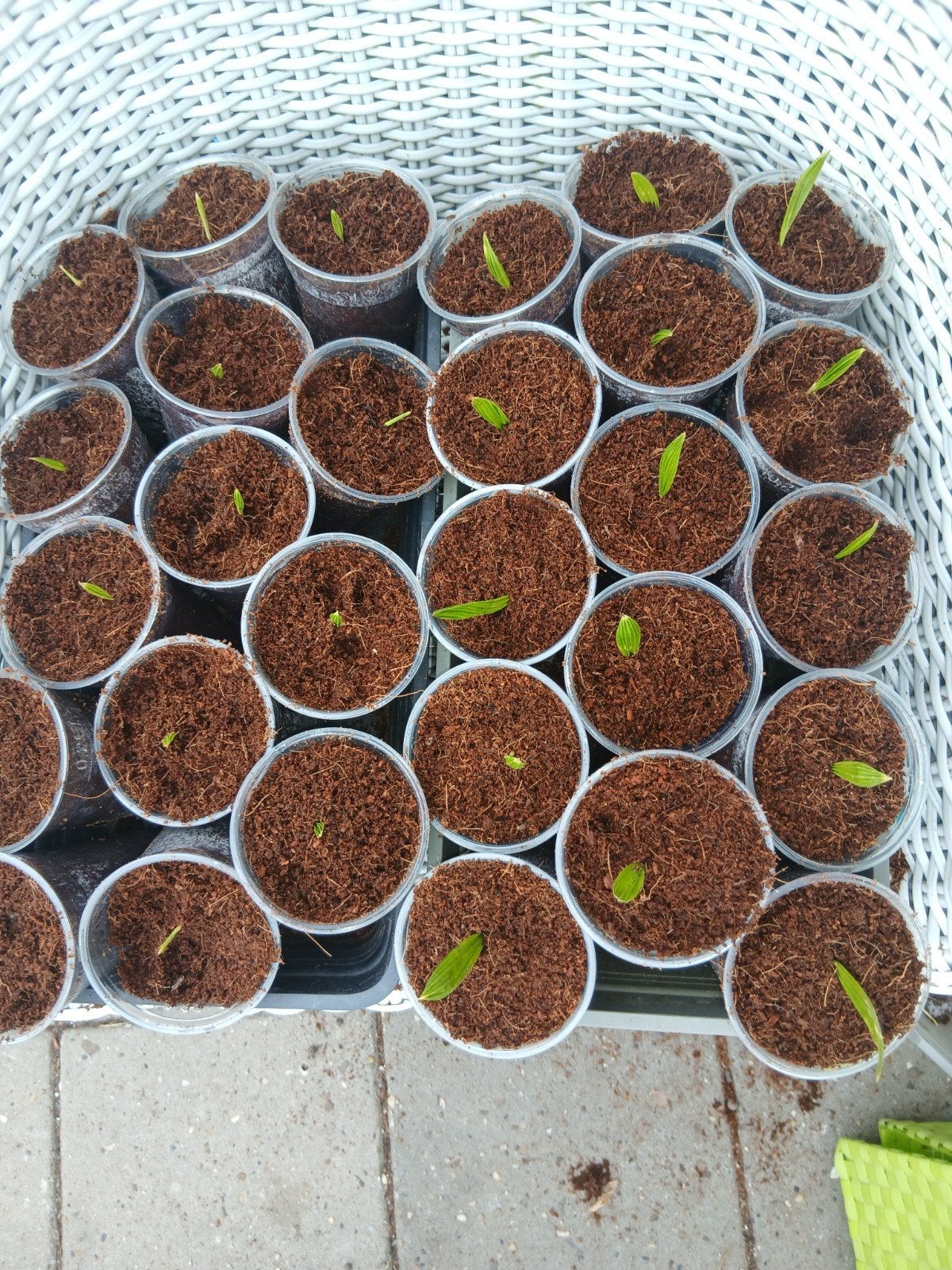 fruit- en groenteplanten en heel veel palmbomen en palmzade, Ophalen, Vaste plant, Overige soorten, Volle zon