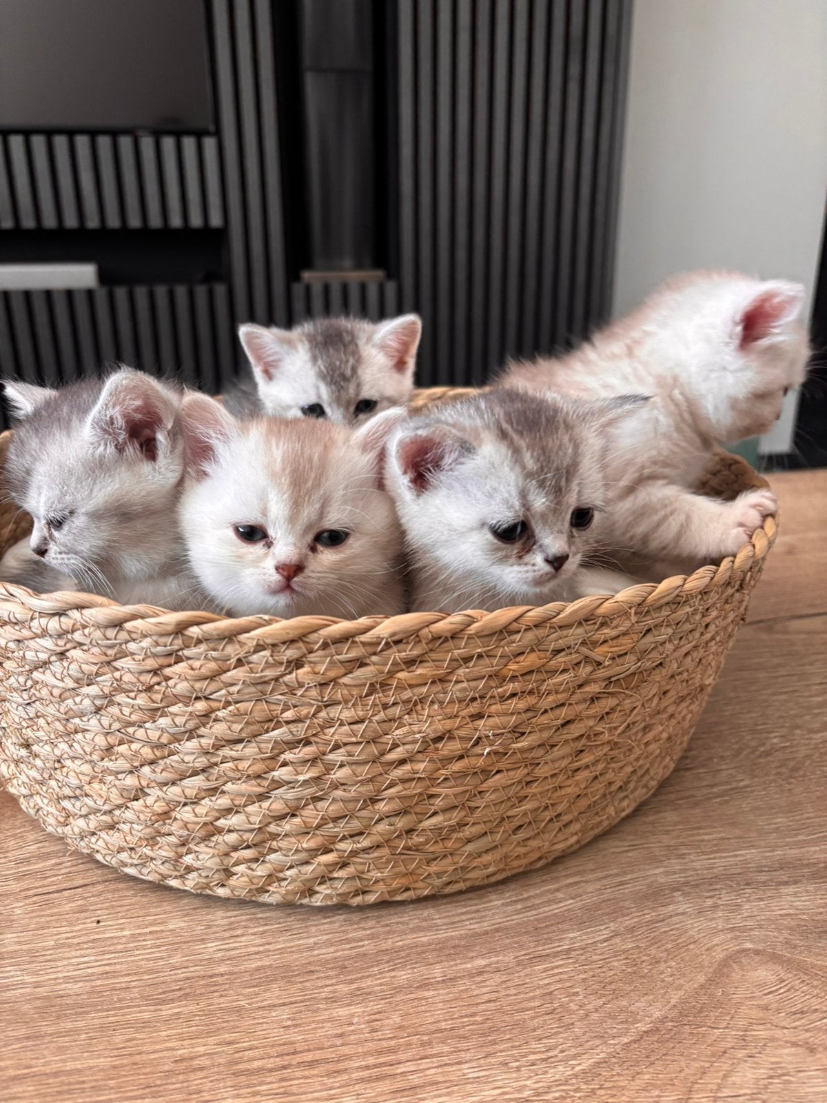 Britse korthaar kittens, Meerdere dieren, Kortharig, 0 tot 2 jaar