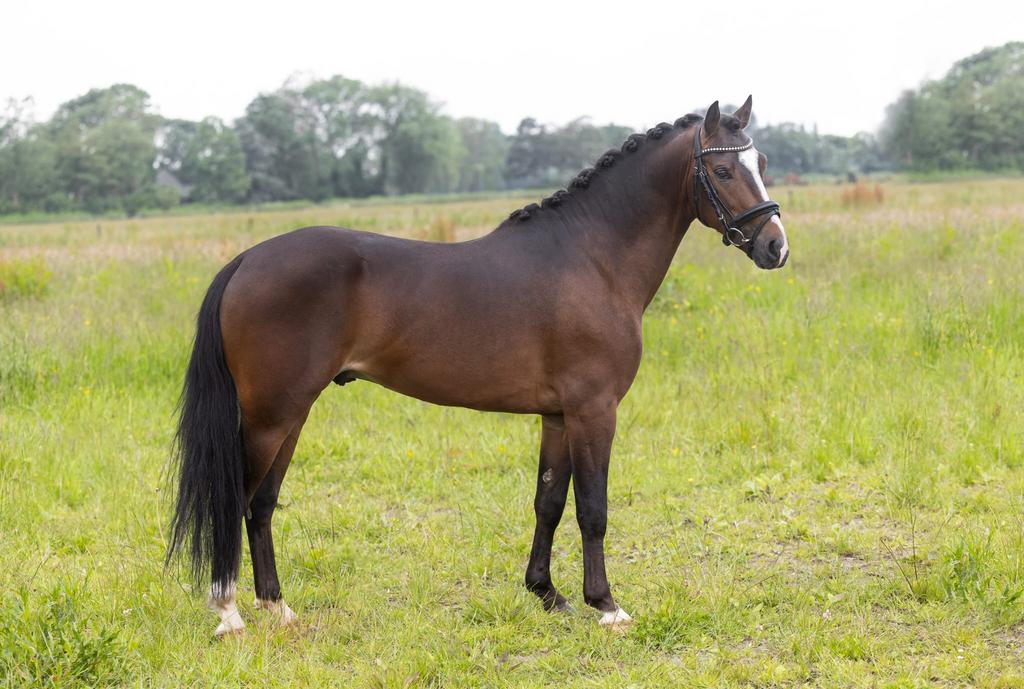 New Forest C ponie 1.34 springponie . Lees advertentie goed, Dieren en Toebehoren, Pony's, Ruin, D pony (1.37m tot 1.48m), Springpony