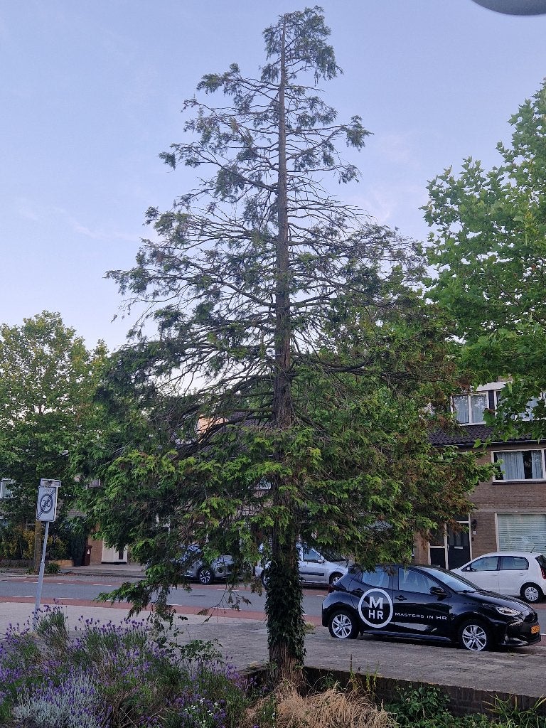 Boom, Ophalen, Volle zon, Overige soorten
