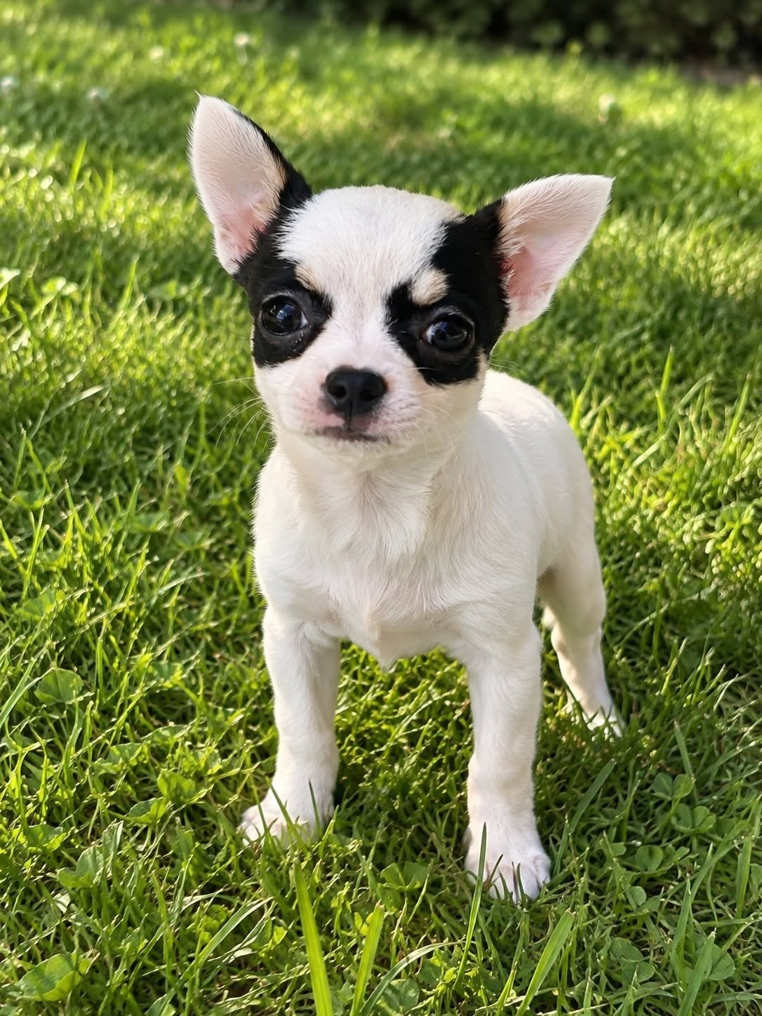 Chihuahua teefje – 15 weken, Dieren en Toebehoren, Particulier, 15 weken tot 1 jaar, Buitenland, Teef