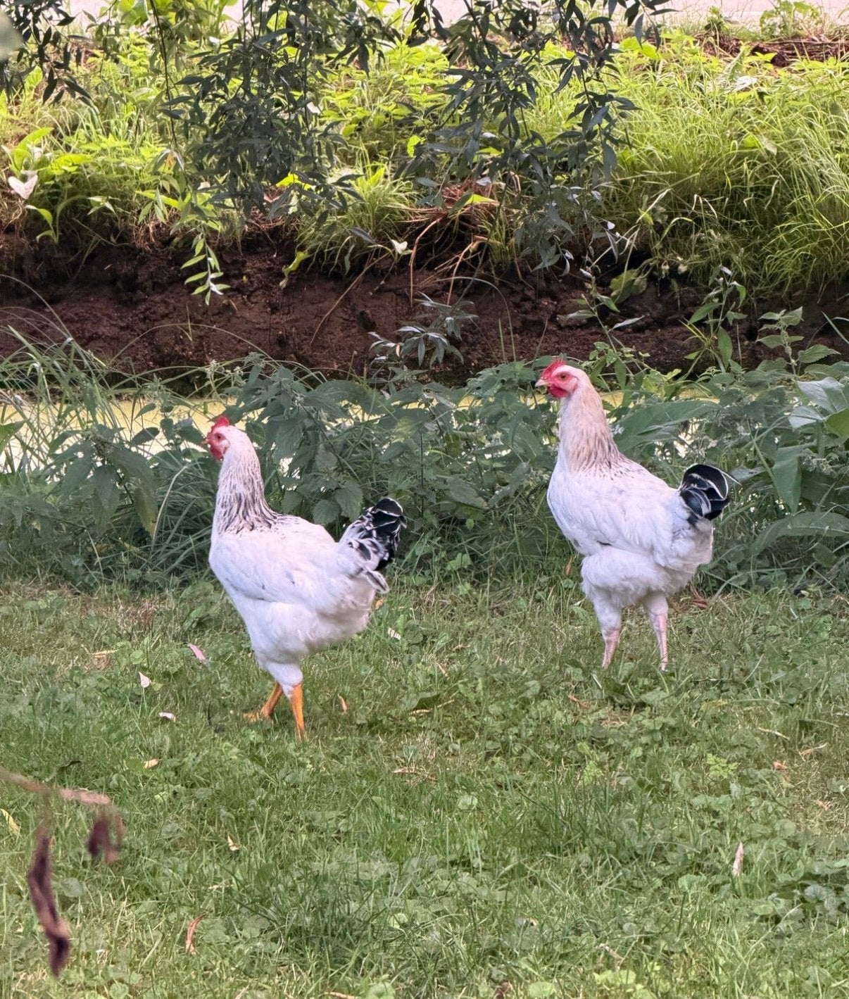 Sussex hanen, Dieren en Toebehoren, Mannelijk, Kip