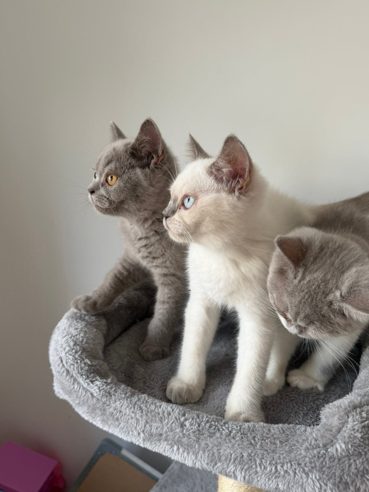 Britse korthaar kittens, Meerdere dieren, Ontwormd