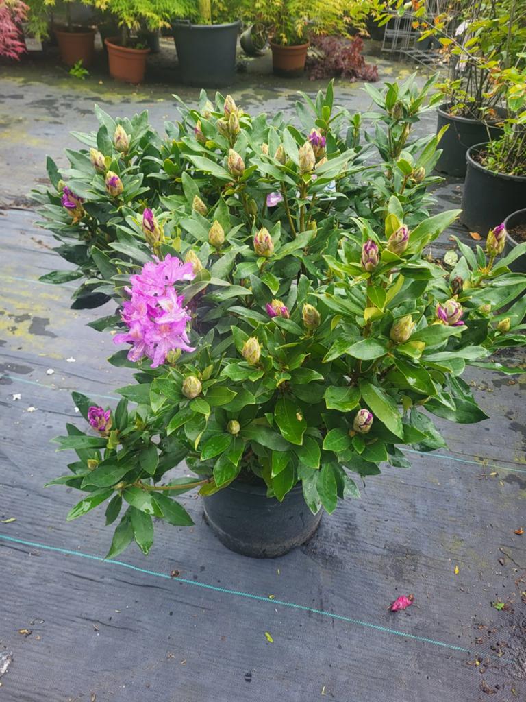 Mooie grote rhododendrons, Tuin en Terras, Ophalen of Verzenden