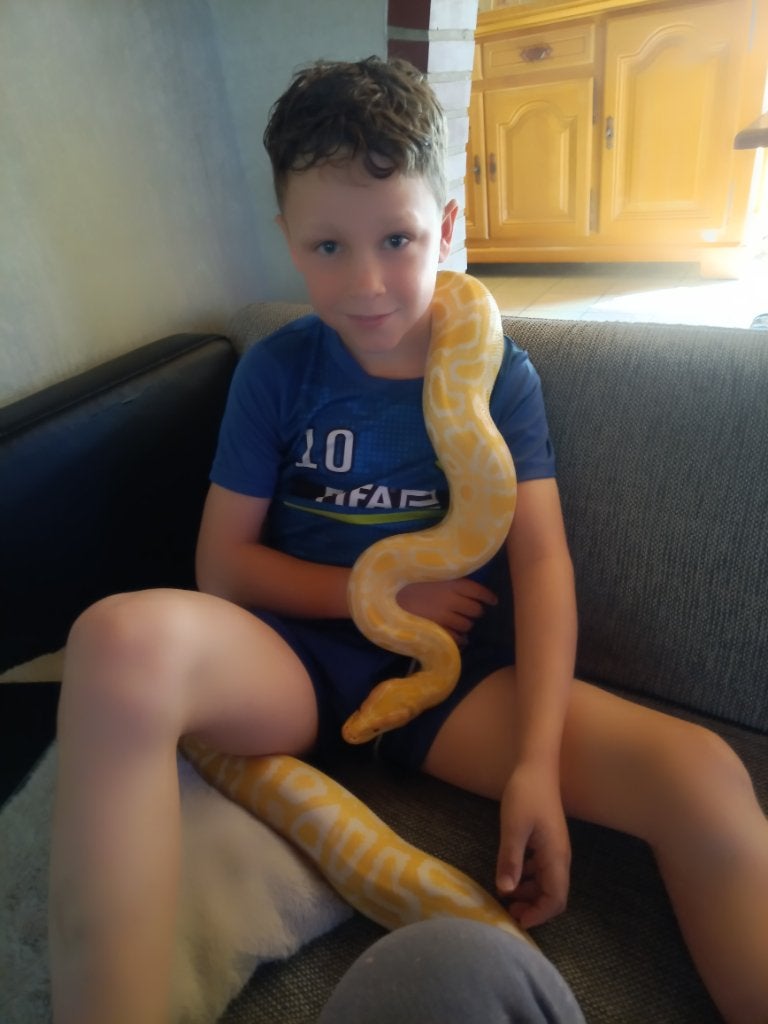 Tijgerpython albino, Slang, Met terrarium, 0 tot 2 jaar
