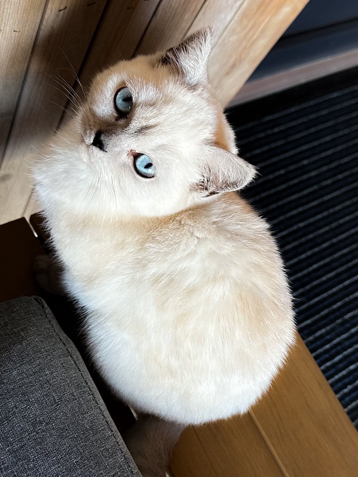 Scottish poes te koop, Dieren en Toebehoren, Poes