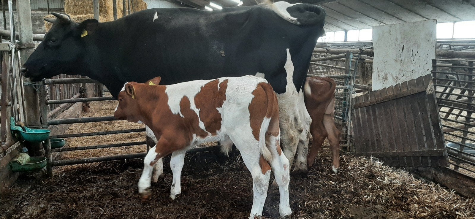 Beste zwarte FH vaars met 2 super beste luxe kalveren!, Dieren en Toebehoren, Meerdere dieren