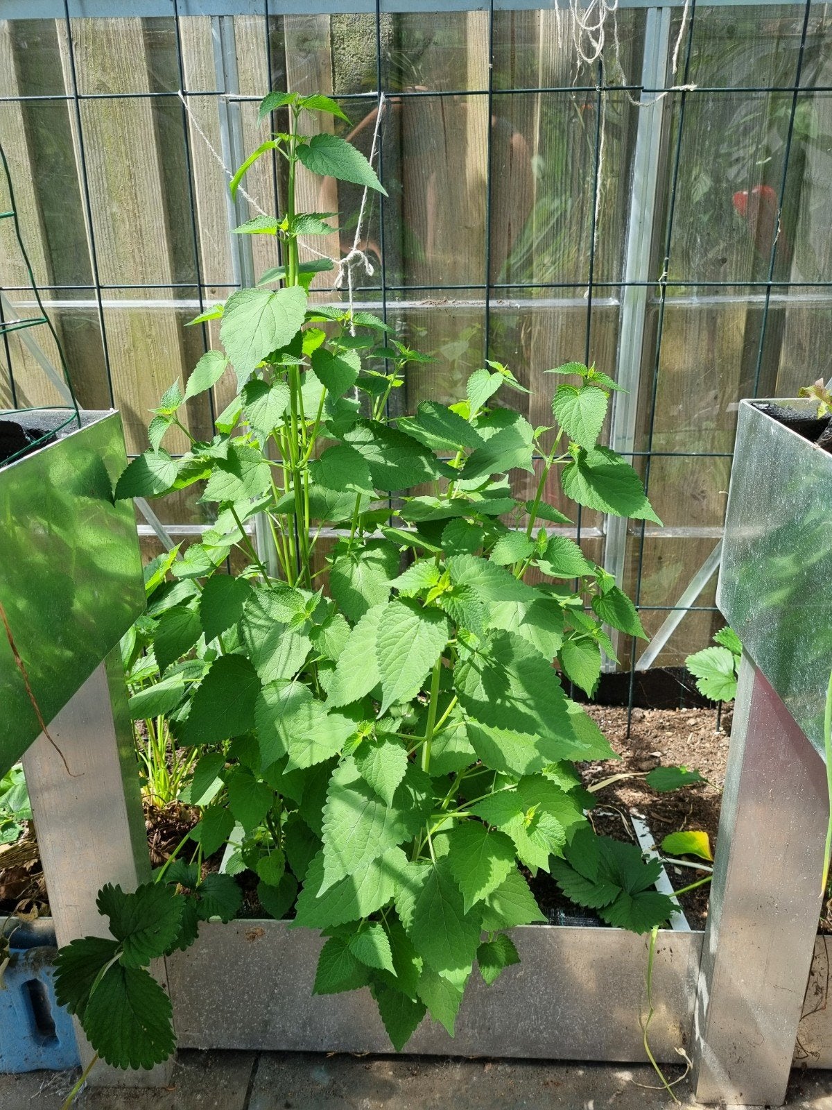 Dropplant, Ophalen, Glas