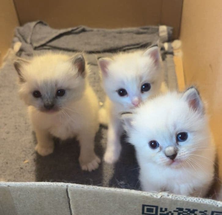Ragdoll Kittens, Poes, Gechipt, 0 tot 2 jaar
