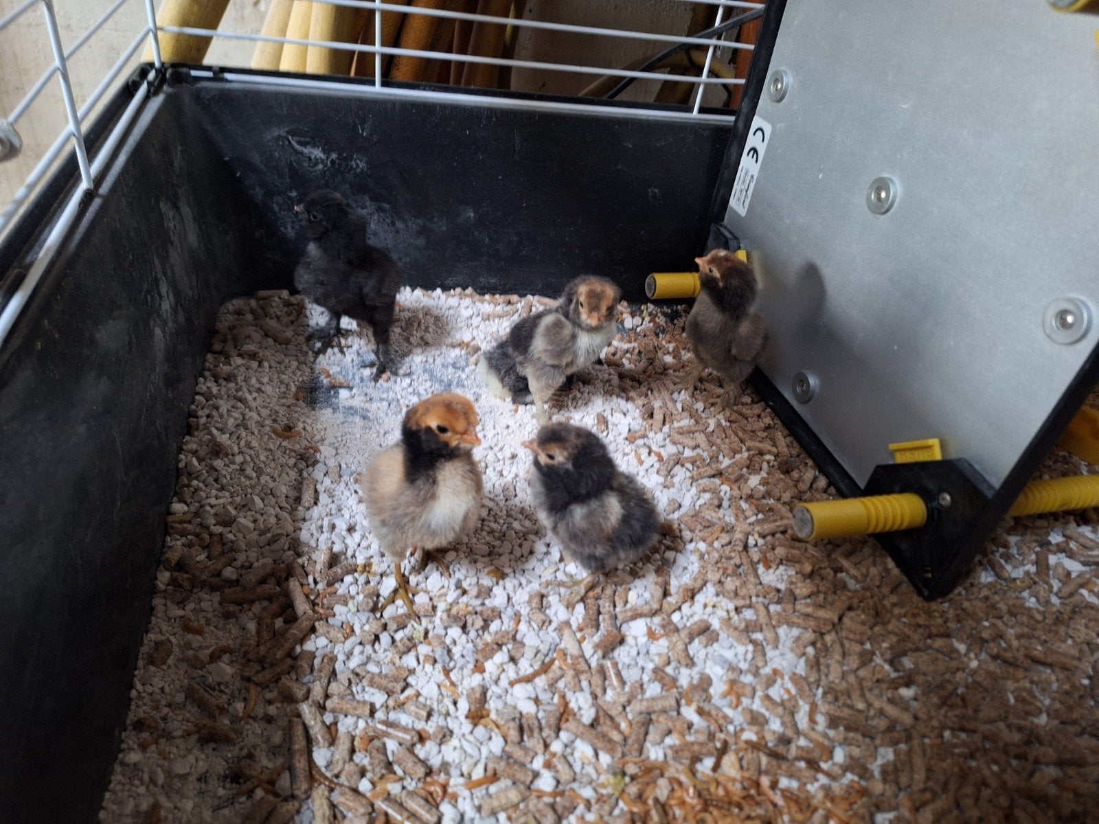 kuikens, Dieren en Toebehoren, Pluimvee