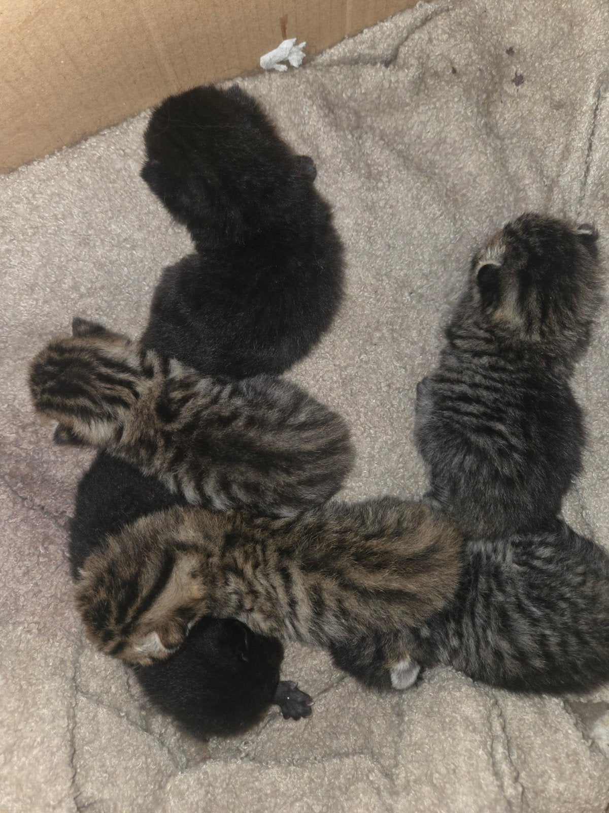 6 gezonde kittens, Geslacht onbekend