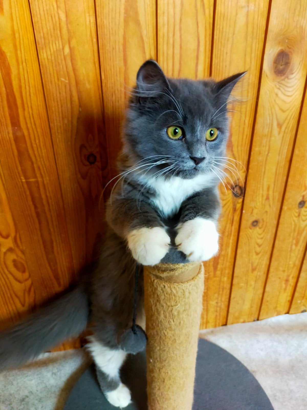Lieve syberische boskat ( kitten), Kater, Gechipt, 0 tot 2 jaar