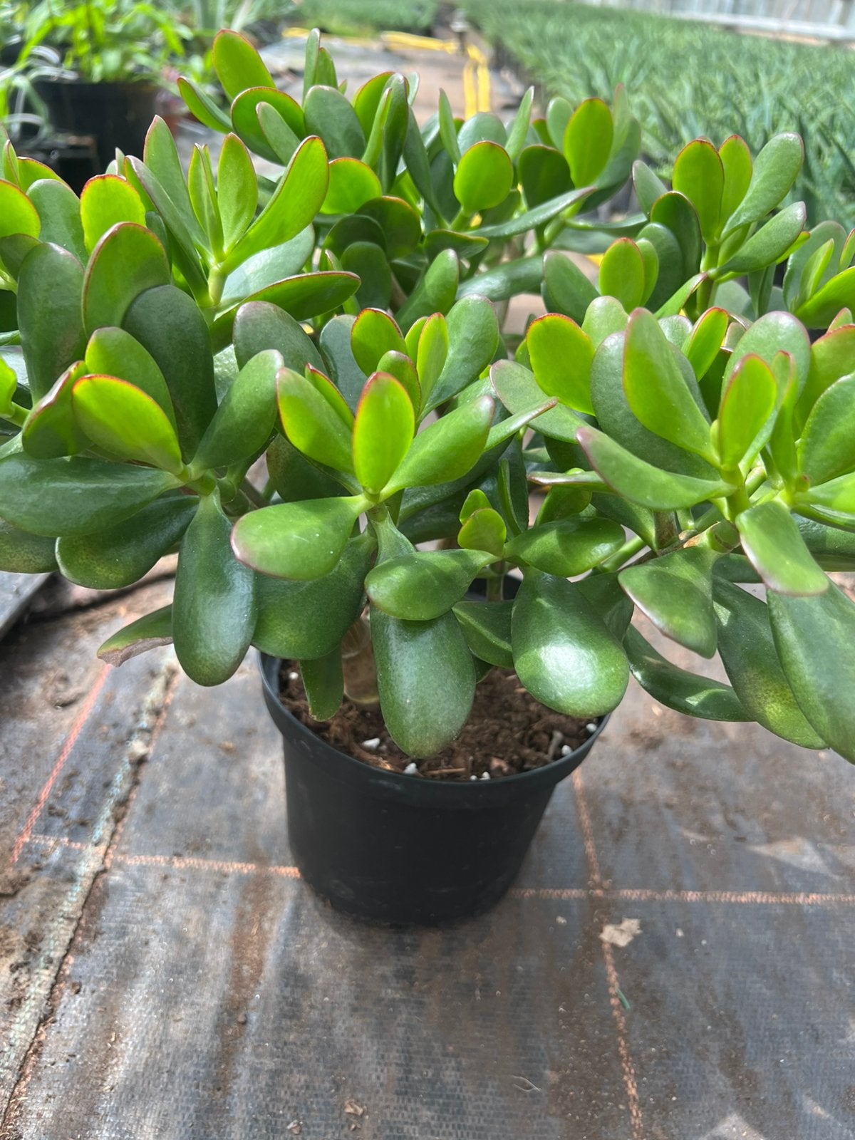 Jadeplant/money tree pot17cm, Huis en Inrichting, Ophalen, Halfschaduw, Minder dan 100 cm
