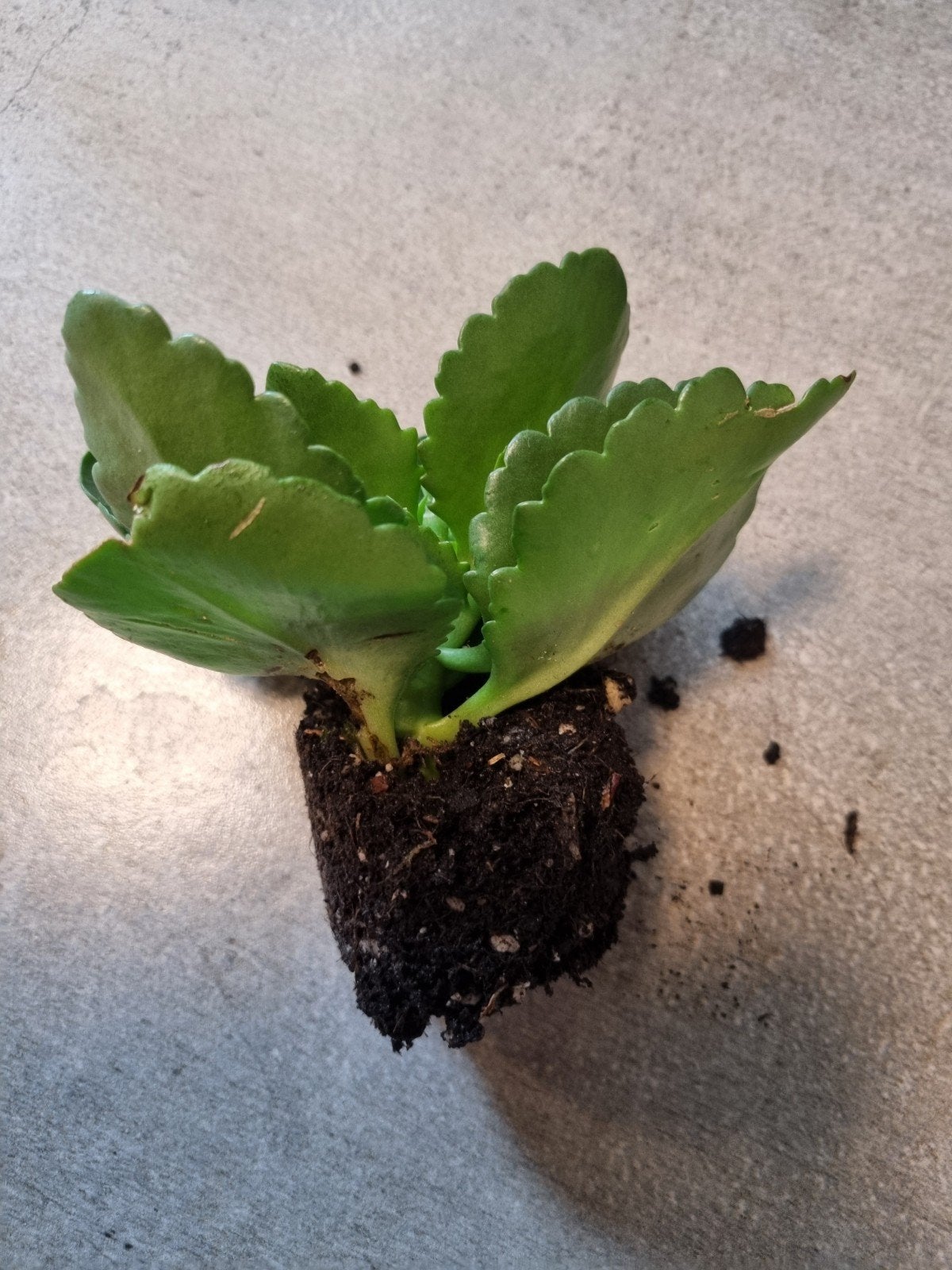 Gratis plantje 10 x 5 cm, Huis en Inrichting, Kamerplanten, Ophalen, Halfschaduw, Minder dan 100 cm