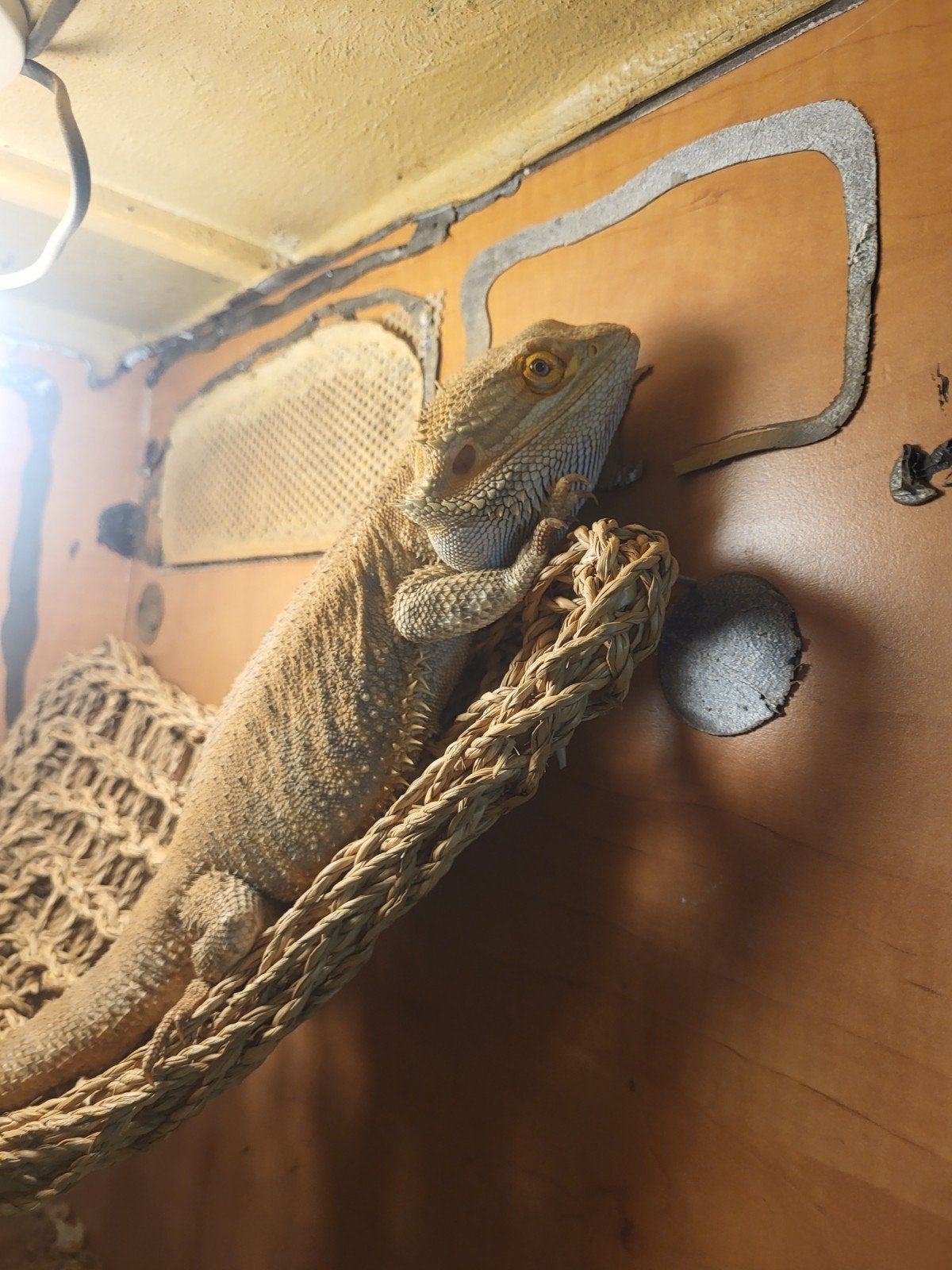 Baardagaam mannetje Bearded Dragon photo 2